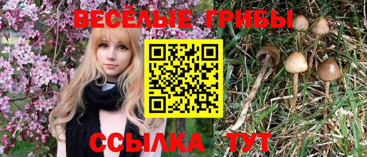 Галлюциногенные грибы GOLDEN TEACHER Мончегорск